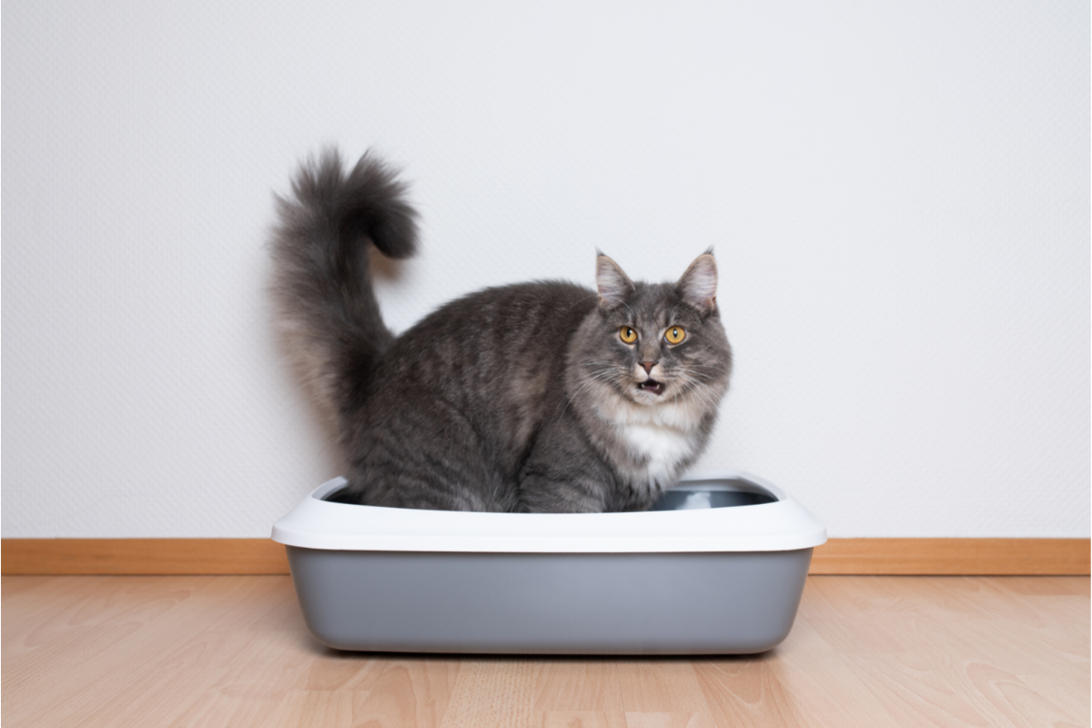self-cleaning litter box