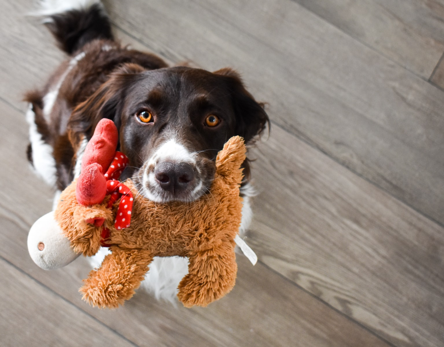 dog toy manufacturers