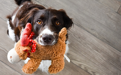 Best Practices on How to Import Pet Toys from China