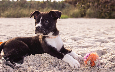 How Dog Chew Toys Benefit the Health of Your Dogs?