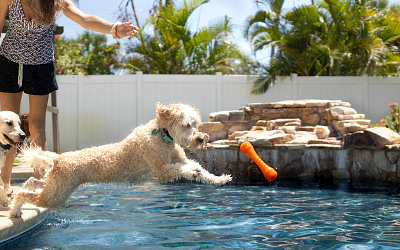 9 Safe and Strong Toys for Dogs Who Like to Play Rough