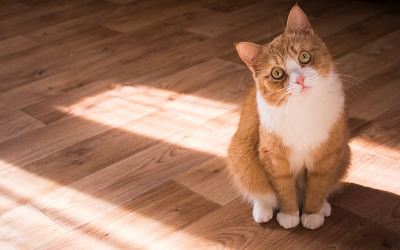 11 Causes Why Cats Stop Using the Litter Box