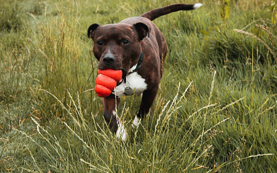 How to Choose Safe Dog Chew Toys?