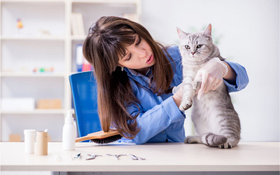 Pet Feeders and Litter Boxes: A Must-Have for Every Pet Clinic