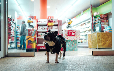 How Do Pet Supply Manufacturers Ensure Quality Control?