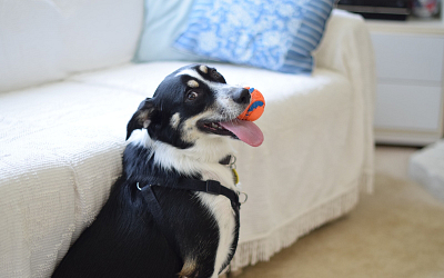 Ways How Pet Toy Manufacturers Develop Innovative Playtime Solutions