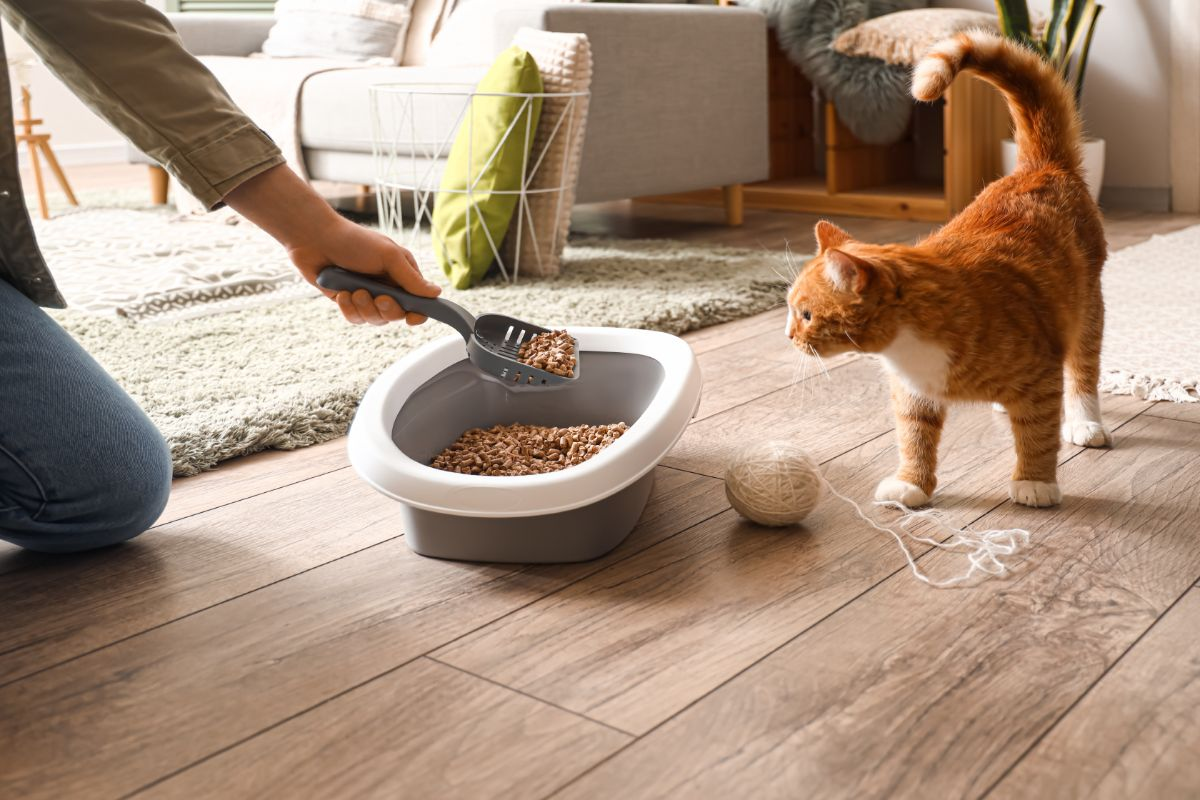 Customizable Pet Feeders and Litter Boxes